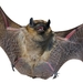 photo of House Bats (Eptesicus)