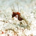 Observation photo