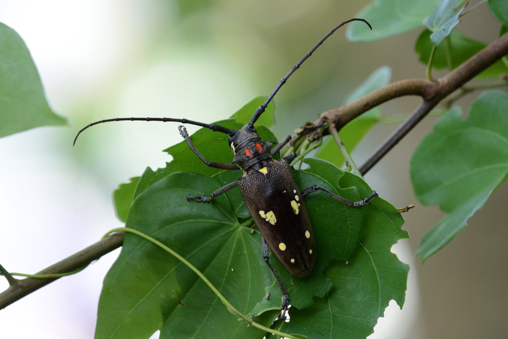 標本 Solomon Is Batocera lamondi 74mm Mango Longhorn Beetle (Batocera rubus) · iNaturalist