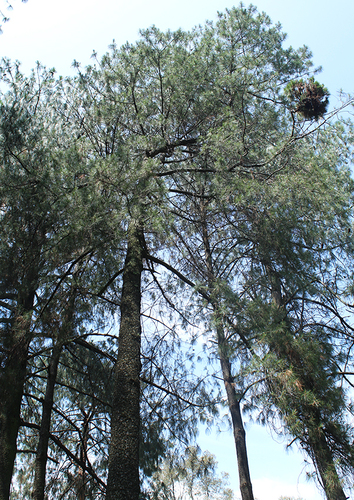 Gregg's pine