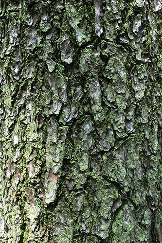 Gregg's pine