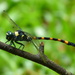 Forktail - Photo (c) Lena Chow, all rights reserved, uploaded by Lena Chow