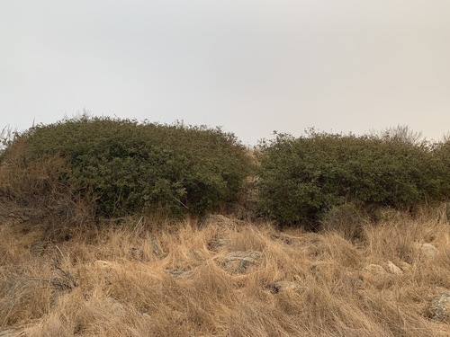 Nuttall's scrub oak