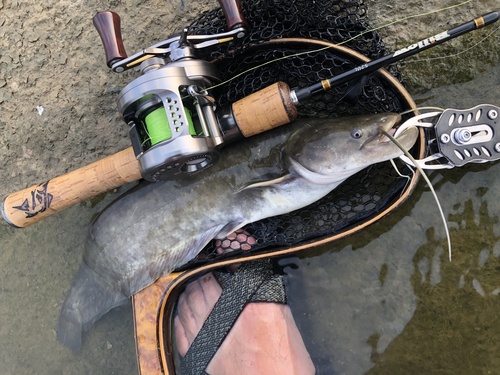 Amur Catfish