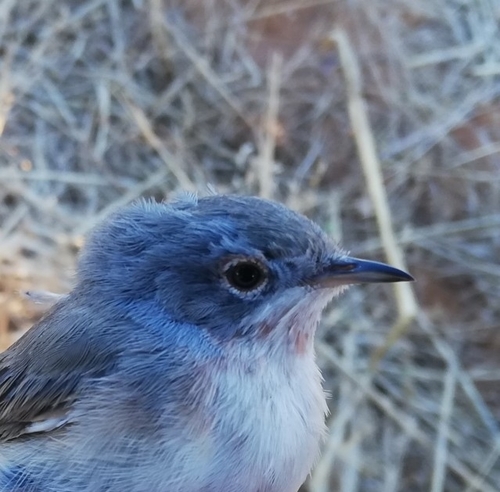 Western Subalpine Warbler
