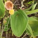 Eriospermum lanuginosum - Photo (c) Erick Munro, all rights reserved, uploaded by Erick Munro
