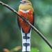 Asian Trogons - Photo (c) peterthedragon, all rights reserved