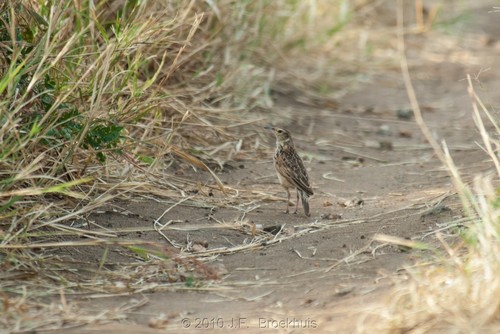 Kidepo Lark