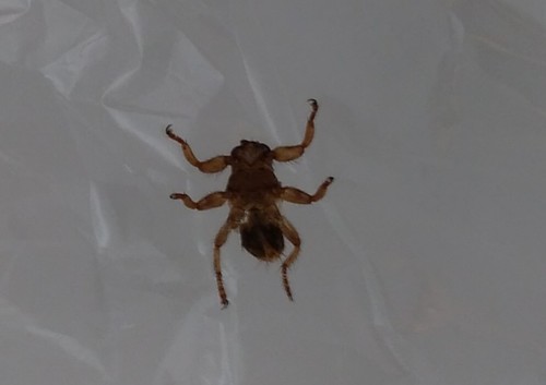Lipoptena