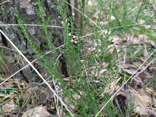 Наблюдение на iNaturalist