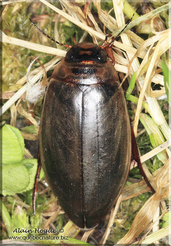 Colymbetes sculptilis Harris, 1829