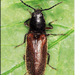 Hemicrepidius decoloratus - Photo (c) Alain Hogue, todos los derechos reservados, subido por Alain Hogue