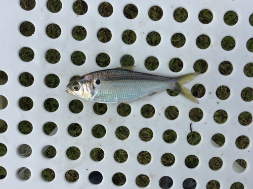 Threadfin Shad