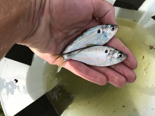 Threadfin Shad