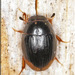 Spot-headed Water Scavenger Beetle - Photo (c) Alain Hogue, all rights reserved, uploaded by Alain Hogue