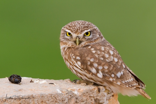 Little Owl