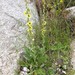 Verbascum rotundifolium - Photo (c) Felipe Castilla Lattke, alla rättigheter förbehållna, uppladdad av Felipe Castilla Lattke