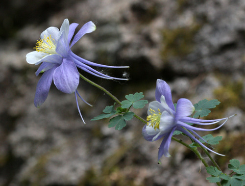 blue columbine