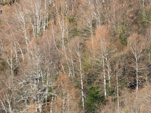 Variety Betula pubescens pubescens · iNaturalist