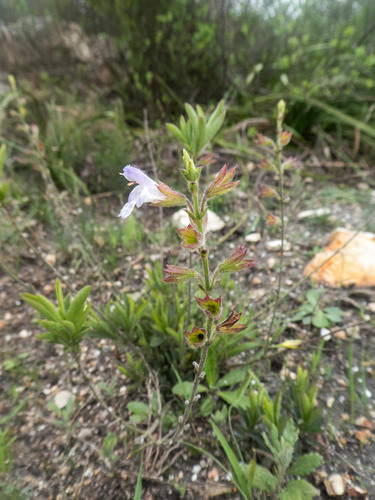 Salvia granitica