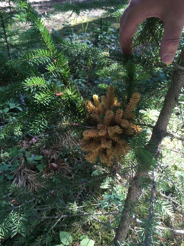 spruce witch's broom rust