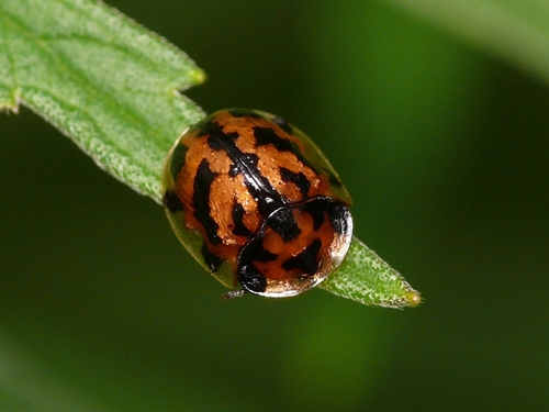 Glyphocassis spilota