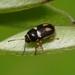 Cryptocephalus elegantulus - Photo (c) WonGun Kim, todos los derechos reservados, subido por WonGun Kim