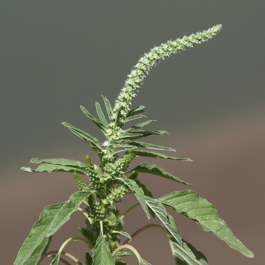 Amaranthus palmeri — a medium houseplant, prefers full sun light