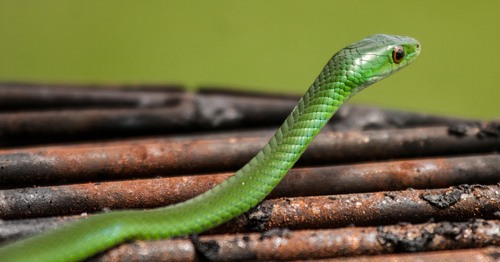 Battersby's Green Snake