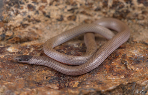 Southwestern Blackhead Snake