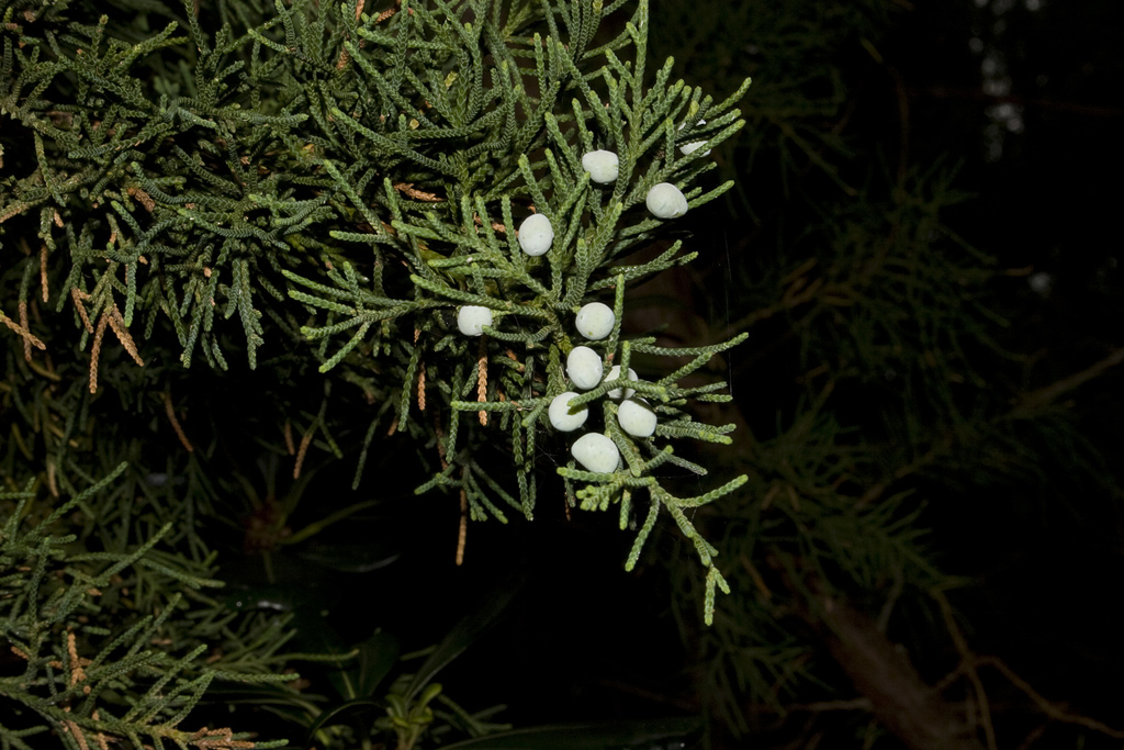 Bermuda juniper (Juniperus bermudiana) · iNaturalist