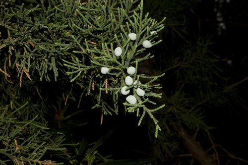 Bermuda juniper (Juniperus bermudiana) · iNaturalist