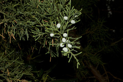 Bermuda juniper (Juniperus bermudiana) · iNaturalist
