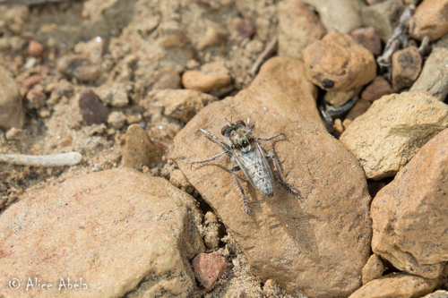Omninablautus nigronotum