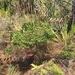 Myrtella bennigseniana - Photo (c) laswaddell, todos los derechos reservados