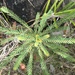 Phyllanthus saffordii - Photo (c) laswaddell, todos los derechos reservados