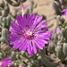Lampranthus uniflorus - Photo 由 Angi Stanford 所上傳的 (c) Angi Stanford，保留所有權利