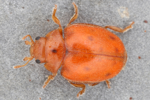 24-spot Ladybird