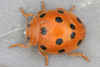 Bryony Ladybird - Photo (c) gernotkunz, all rights reserved, uploaded by gernotkunz