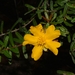Hibbertia marginata - Photo (c) Nicholas John Fisher, todos los derechos reservados