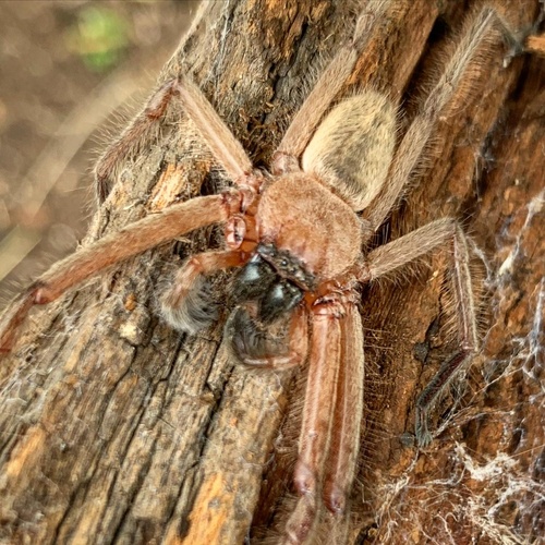 Social Huntsman Spider