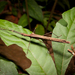 Pseudophasmatini - Photo (c) naturalisttrent, all rights reserved, uploaded by naturalisttrent