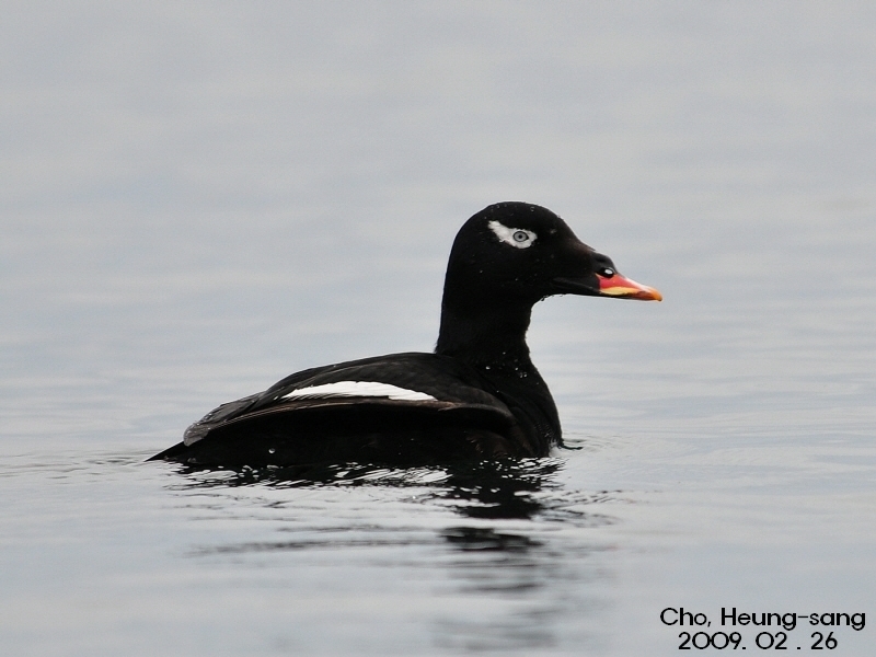 Stejneger's Scoter (Melanitta stejnegeri) photo