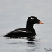 Stejneger's Scoter - Photo (c) 조흥상, all rights reserved, uploaded by 조흥상