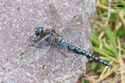 Azure Hawker