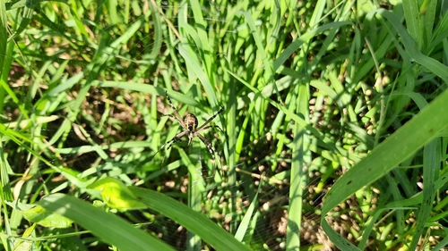 Wasp Spider