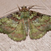 Aeolochroma turneri - Photo (c) David Tng, all rights reserved, uploaded by David Tng