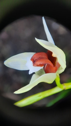 Coelogyne beccarii