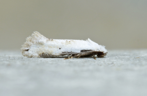 Mea skinnerella