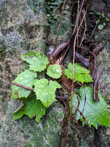 Farfugium hiberniflorum